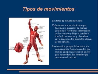 El sistema óseo, que son los huesos del esqueleto. 