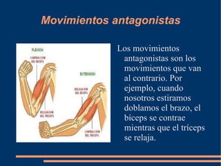 El sistema muscular está formado por todos los músculos de nuestro cuerpo y los tendones.  