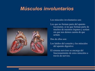 Elementos del aparato locomotor Los elementos del aparato locomotor son: 