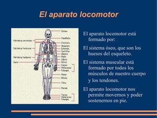 Los órganos de los sentidos Los órganos de los sentidos son: 