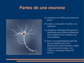 El tacto: con él podemos tocar y sentir los objetos. 