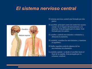 El gusto: con él podemos percibir los sabores, que se encuentra en la lengua. 
