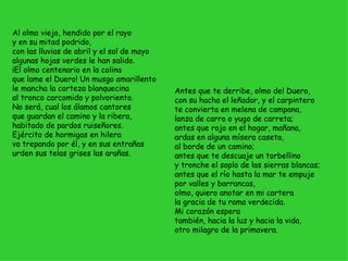 Al olmo viejo, hendido por el rayo  y en su mitad podrido,  con las lluvias de abril y el sol de mayo  algunas hojas verdes le han salido.  ¡El olmo centenario en la colina  que lame el Duero! Un musgo amarillento  le mancha la corteza blanquecina  al tronco carcomido y polvoriento.  No será, cual los álamos cantores  que guardan el camino y la ribera,  habitado de pardos ruiseñores.  Ejército de hormigas en hilera  va trepando por él, y en sus entrañas  urden sus telas grises las arañas.  Antes que te derribe, olmo del Duero,  con su hacha el leñador, y el carpintero  te convierta en melena de campana,  lanza de carro o yugo de carreta;  antes que rojo en el hogar, mañana,  ardas en alguna mísera caseta,  al borde de un camino;  antes que te descuaje un torbellino  y tronche el soplo de las sierras blancas;  antes que el río hasta la mar te empuje  por valles y barrancas,  olmo, quiero anotar en mi cartera  la gracia de tu rama verdecida.  Mi corazón espera  también, hacia la luz y hacia la vida,  otro milagro de la primavera. 