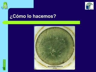 ¿Cómo lo hacemos? ecoescuela 
