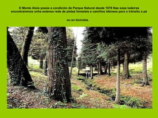 O Monte Aloia posúe a condición de Parque Natural desde 1978 Nas súas ladeiras encontraremos unha extensa rede de pistas forestais e camiños idóneos para o tránsito a pé ou en bicicleta.   