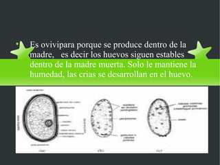 El desarrollo embrionario es: ovivipara. Es ovivipara porque se produce dentro de la madre,  es decir los huevos siguen estables dentro de la madre muerta. Solo le mantiene la humedad, las crias se desarrollan en el huevo. 