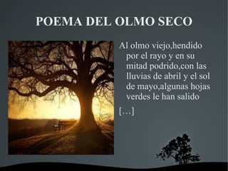 POEMA DEL OLMO SECO
          Al olmo viejo,hendido
           por el rayo y en su
           mitad podrido,con las
           lluvias de abril y el sol
           de mayo,algunas hojas
           verdes le han salido
          […]
 