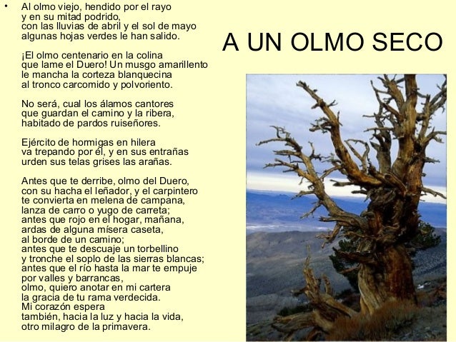 A Un Olmo Seco | Análisis del poema “A un olmo seco” de Antonio Machado ...