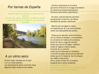 Por tierras de España
Veréis llanuras bélicas y páramos de
asceta
-no fue por estos campos el bíblico jardín-;
son tierras para el águila, un trozo de
planeta
por donde cruza errante la sombra de Caín.
  ¡El olmo centenario en la colina 
que lame el Duero! Un musgo amarillento 
le mancha la corteza blanquecina 
al tronco carcomido y polvoriento.
  No será, cual los álamos cantores 
que guardan el camino y la ribera, 
habitado de pardos ruiseñores.
  Ejército de hormigas en hilera 
va trepando por él, y en sus entrañas 
urden sus telas grises las arañas.
  Antes que te derribe, olmo del Duero, 
con su hacha el leñador, y el carpintero 
te convierta en melena de campana, 
lanza de carro o yugo de carreta; 
antes que rojo en el hogar, mañana, 
ardas en alguna mísera caseta, 
al borde de un camino; 
antes que te descuaje un torbellino 
y tronche el soplo de las sierras blancas; 
antes que el río hasta la mar te empuje 
por valles y barrancas,  
olmo, quiero anotar en mi cartera 
la gracia de tu rama verdecida. 
Mi corazón espera 
también, hacia la luz y hacia la vida, 
otro milagro de la primavera.
Al olmo viejo, hendido por el rayo 
y en su mitad podrido, 
con las lluvias de abril y el sol de mayo 
algunas hojas verdes le han salido.
A un olmo seco
 