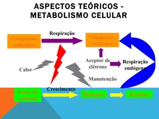 ASPECTOS TEÓRICOS - METABOLISMO CELULAR Compostos  reduzidos Compostos  oxidados Fonte de carbono Biomassa Crescimento Respiração Calor Manutenção Resíduos Respiração endógena Aceptor de elétrons 