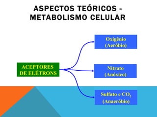 ASPECTOS TEÓRICOS - METABOLISMO CELULAR ACEPTORES  DE ELÉTRONS Oxigênio (Aeróbio) Nitrato (Anóxico) Sulfato e CO 2 (Anaeróbio) 