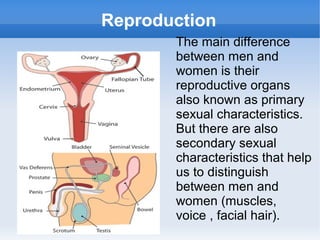 Reproduction
The main difference
between men and
women is their
reproductive organs
also known as primary
sexual characteristics.
But there are also
secondary sexual
characteristics that help
us to distinguish
between men and
women (muscles,
voice , facial hair).
 