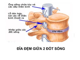 ĐĨA ĐỆM GIỮA 2 ĐỐT SỐNG
 