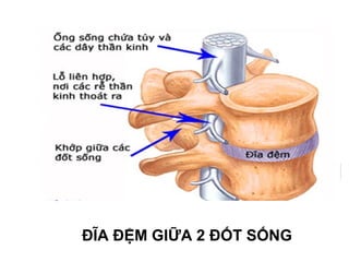 ĐĨA ĐỆM GIỮA 2 ĐỐT SỐNG
 