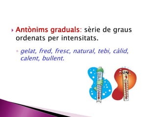  Antònims graduals: sèrie de graus 
ordenats per intensitats. 
◦ gelat, fred, fresc, natural, tebi, càlid, 
calent, bullent. 
