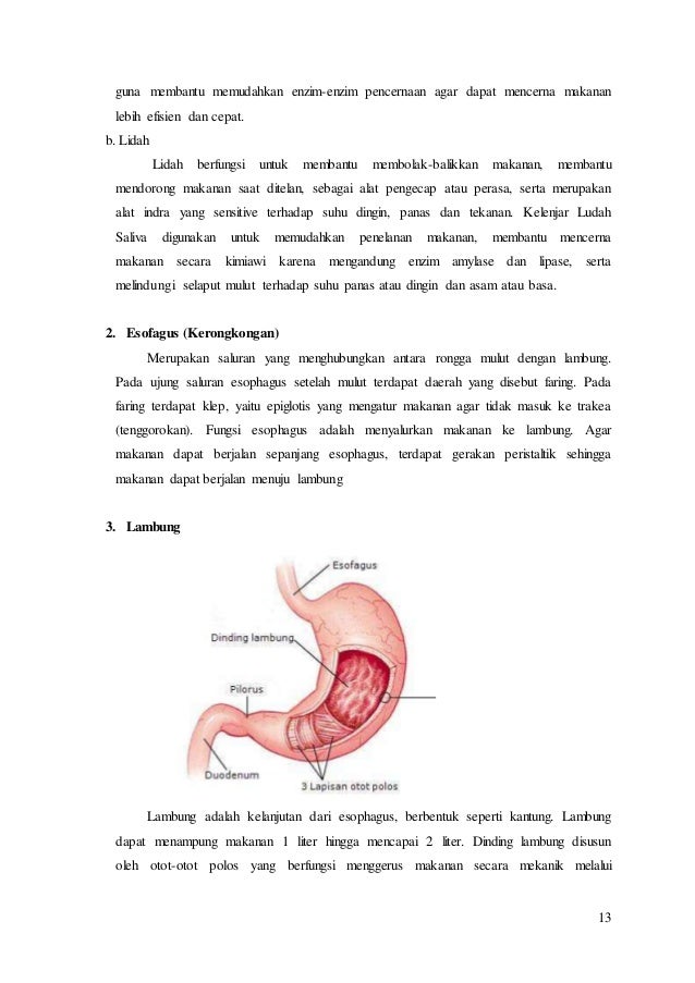 RPP Sistem Pencernaan Manusia Kelas 8 VIII SMP