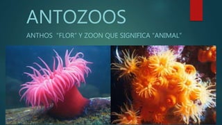 ANTOZOOS
ANTHOS “FLOR” Y ZOON QUE SIGNIFICA “ANIMAL”
 