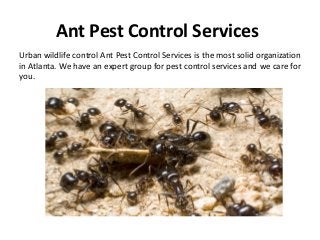 Ant Pest Control Services
Urban wildlife control Ant Pest Control Services is the most solid organization
in Atlanta. We have an expert group for pest control services and we care for
you.
 