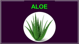 Antraquinone glycosides