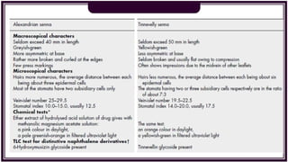 Antraquinone glycosides