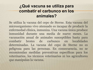 ¿Qué vacuna se utiliza para
       combatir el carbunco en los
               animales?
Se utiliza la vacuna del cepo de Sterne. Esta vacuna del
microorganismo vivo atenuado es incapaz de producir la
enfermedad clínica, inmuniza. Una vacuna única produce
inmunidad durante una media de nueve meses. La
vacunación anual de animales susceptibles basta para
combatir brotes de carbunco en localidades
determinadas. La vacuna del cepo de Sterne no es
peligrosa para las personas. En consecuencia, no se
recomiendan medidas preventivas específicas para los
veterinarios, los técnicos veterinarios ni los agricultores
que manipulan la vacuna.
 