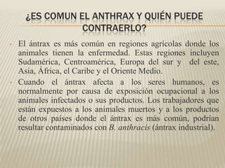 ¿ES COMUN EL ANTHRAX Y QUIÉN PUEDE
                 CONTRAERLO?
•   El ántrax es más común en regiones agrícolas donde los
    animales tienen la enfermedad. Estas regiones incluyen
    Sudamérica, Centroamérica, Europa del sur y del este,
    Asia, África, el Caribe y el Oriente Medio.
•   Cuando el ántrax afecta a los seres humanos, es
    normalmente por causa de exposición ocupacional a los
    animales infectados o sus productos. Los trabajadores que
    están expuestos a los animales muertos y a los productos
    de otros países donde el ántrax es más común, podrían
    resultar contaminados con B. anthracis (ántrax industrial).
 
