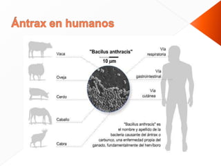 Antrax | PPTX