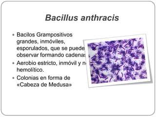 Bacillus anthracis
 Bacilos Grampositivos
grandes, inmóviles,
esporulados, que se pueden
observar formando cadenas.
 Aerobio estricto, inmóvil y no
hemolítico.
 Colonias en forma de
«Cabeza de Medusa»
 