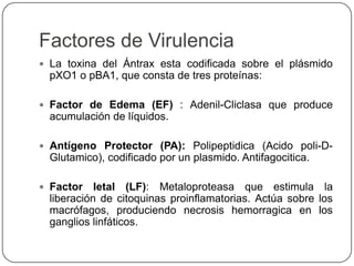 Factores de Virulencia
 La toxina del Ántrax esta codificada sobre el plásmido
pXO1 o pBA1, que consta de tres proteínas:
 Factor de Edema (EF) : Adenil-Cliclasa que produce
acumulación de líquidos.
 Antígeno Protector (PA): Polipeptidica (Acido poli-D-
Glutamico), codificado por un plasmido. Antifagocitica.
 Factor letal (LF): Metaloproteasa que estimula la
liberación de citoquinas proinflamatorias. Actúa sobre los
macrófagos, produciendo necrosis hemorragica en los
ganglios linfáticos.
 