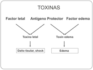 Antígeno ProtectorFactor letal Factor edema
Toxin edemaToxina letal
Daño tisular, shock Edema
TOXINAS
 