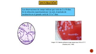 INCUBACIÓN
Las observaciones de campo indican que varía de 2 a 10 días.
En la infección experimental por vía oral, el período de
incubación en el ganado varía de 2.5 a 7 días.
 