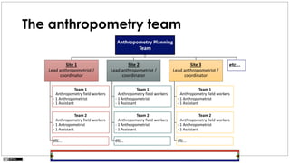 The anthropometry team
Anthropometry Planning
Team
Site 1
Lead anthropometrist /
coordinator
Team 1
Anthropometry field workers
- 1 Anthropometrist
- 1 Assistant
Team 2
Anthropometry field workers
- 1 Antropometrist
- 1 Assistant
etc...
Site 2
Lead anthropometrist /
coordinator
Team 1
Anthropometry field workers
- 1 Anthropometrist
- 1 Assistant
Team 2
Anthropometry field workers
- 1 Anthropometrist
- 1 Assistant
etc...
Site 3
Lead anthropometrist /
coordinator
Team 1
Anthropometry field workers
- 1 Anthropometrist
- 1 Assistant
Team 2
Anthropometry field workers
- 1 Anthropometrist
- 1 Assistant
etc...
etc...
 