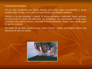 Características dentales: Al no estar recubiertos por tejidos blandos posee una mayor accesibilidad y puede medirse tanto en seres vivos como en restos fósiles con métodos similares. Debido a su alta densidad y dureza, el diente permanece inalterable largos períodos históricos tras la muerte del individuo, sin el desgaste que experimenta el tejido óseo. Asimismo esta especial dureza y densidad lo hacen perdurable frente a una variada gama de agentes externos. El hecho de no estar recubiertos por tejidos blandos implica un desgaste directo que habremos de tener en cuenta. 