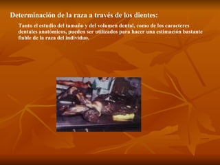 Determinación de la raza a través de los dientes:   Tanto el estudio del tamaño y del volumen dental, como de los caracteres dentales anatómicos, pueden ser utilizados para hacer una estimación bastante fiable de la raza del individuo.  