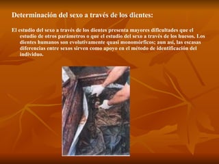 Determinación del sexo a través de los dientes:   El estudio del sexo a través de los dientes presenta mayores dificultades que el estudio de otros parámetros o que el estudio del sexo a través de los huesos. Los dientes humanos son evolutivamente quasi monomórficos; aun así, las escasas diferencias entre sexos sirven como apoyo en el método de identificación del individuo. 