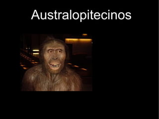 Australopitecinos 
 