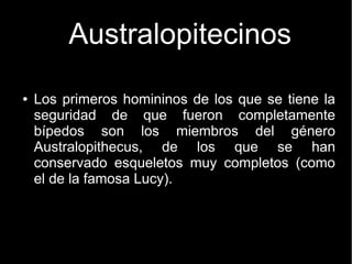 Australopitecinos 
● Los primeros homininos de los que se tiene la 
seguridad de que fueron completamente 
bípedos son los miembros del género 
Australopithecus, de los que se han 
conservado esqueletos muy completos (como 
el de la famosa Lucy). 
 