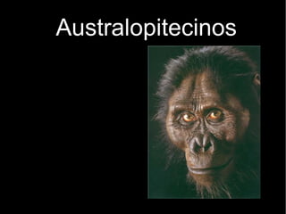 Australopitecinos 
 