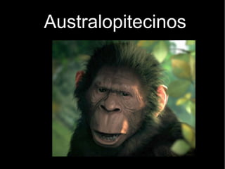 Australopitecinos 
 