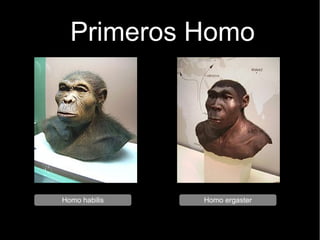 Primeros Homo 
Homo habilis Homo ergaster 
 