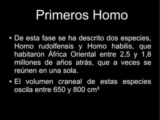 Primeros Homo 
● De esta fase se ha descrito dos especies, 
Homo rudolfensis y Homo habilis, que 
habitaron África Oriental entre 2,5 y 1,8 
millones de años atrás, que a veces se 
reúnen en una sola. 
● El volumen craneal de estas especies 
oscila entre 650 y 800 cm³ 
 