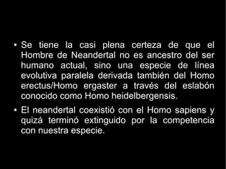 ● Se tiene la casi plena certeza de que el 
Hombre de Neandertal no es ancestro del ser 
humano actual, sino una especie de línea 
evolutiva paralela derivada también del Homo 
erectus/Homo ergaster a través del eslabón 
conocido como Homo heidelbergensis. 
● El neandertal coexistió con el Homo sapiens y 
quizá terminó extinguido por la competencia 
con nuestra especie. 
 