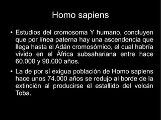 Homo sapiens 
● Estudios del cromosoma Y humano, concluyen 
que por línea paterna hay una ascendencia que 
llega hasta el Adán cromosómico, el cual habría 
vivido en el África subsahariana entre hace 
60.000 y 90.000 años. 
● La de por sí exigua población de Homo sapiens 
hace unos 74.000 años se redujo al borde de la 
extinción al producirse el estallido del volcán 
Toba. 
 