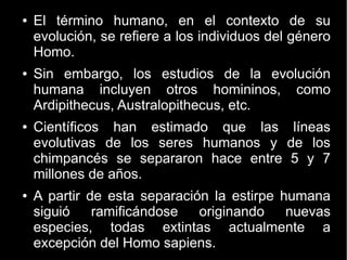 ● El término humano, en el contexto de su 
evolución, se refiere a los individuos del género 
Homo. 
● Sin embargo, los estudios de la evolución 
humana incluyen otros homininos, como 
Ardipithecus, Australopithecus, etc. 
● Científicos han estimado que las líneas 
evolutivas de los seres humanos y de los 
chimpancés se separaron hace entre 5 y 7 
millones de años. 
● A partir de esta separación la estirpe humana 
siguió ramificándose originando nuevas 
especies, todas extintas actualmente a 
excepción del Homo sapiens. 
 