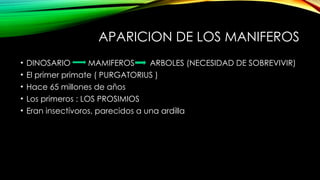 Prosimios Antropogenesis el origen del hombre, introduccion | PPTX