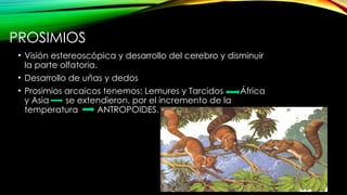 Antropogenesis el origen del hombre, introduccion | PPTX