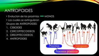 Prosimios Antropogenesis el origen del hombre, introduccion | PPTX