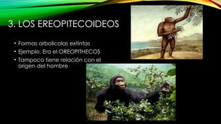 Antropogenesis el origen del hombre, introduccion | PPTX