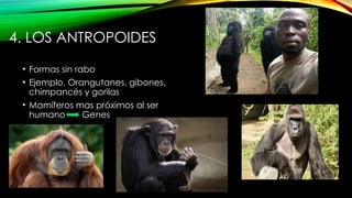 Antropogenesis el origen del hombre, introduccion | PPTX