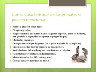 Como Características de los primates se
pueden mencionar:
 Manos y pies con cinco dedos
 Pies plantígrados.
 Pulgar oponible en manos y pies (algunas especies, como el hombre,
han perdido la capacidad de oponer el pulgar del pie).
 Clavículas presentes.
 Uñas planas en lugar de garras (en la gran mayoría de las especies).
 Visión a color (en la gran mayoría de las especies).
 Articulaciones del hombro y del codo bien desarrolladas.
 Hemisferios cerebrales bien desarrollados.
 Visión binocular (en diferentes grados).
 Órbitas oculares rodeadas de hueso
 